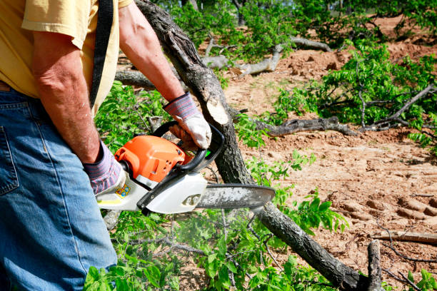 Glen Ellyn, IL Tree Care Services Company