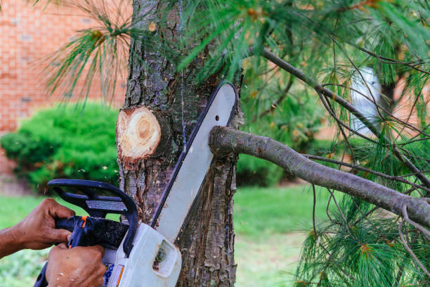 How Our Tree Care Process Works  in  Glen Ellyn, IL